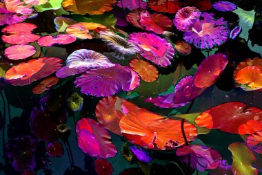 Nilüfer yaprakları ve nilüfer yapraklarıyla sunulan zarif desenli tasarım.