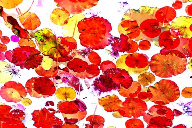 Nilüfer yaprakları ve nilüfer yapraklarıyla sunulan zarif desenli tasarım.