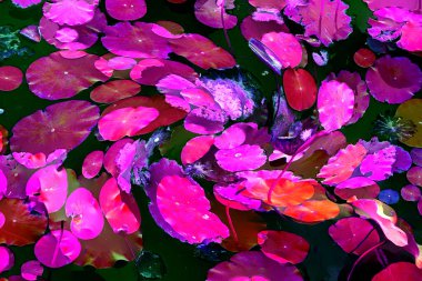 Nilüfer yaprakları ve nilüfer yapraklarıyla sunulan zarif desenli tasarım.