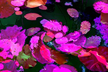 Nilüfer yaprakları ve nilüfer yapraklarıyla sunulan zarif desenli tasarım.