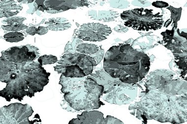 Nilüfer yaprakları ve nilüfer yapraklarıyla sunulan zarif desenli tasarım.