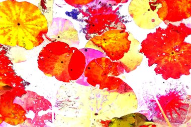 Nilüfer yaprakları ve nilüfer yapraklarıyla sunulan zarif desenli tasarım.