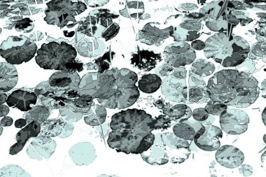 Nilüfer yaprakları ve nilüfer yapraklarıyla sunulan zarif desenli tasarım.