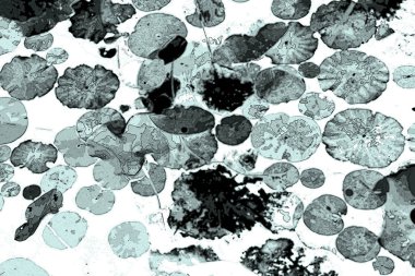 Nilüfer yaprakları ve nilüfer yapraklarıyla sunulan zarif desenli tasarım.