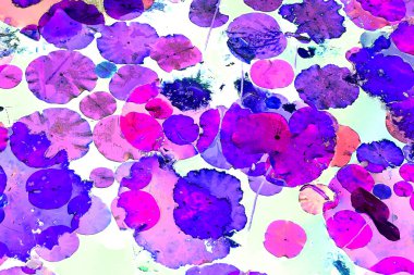 Nilüfer yaprakları ve nilüfer yapraklarıyla sunulan zarif desenli tasarım.