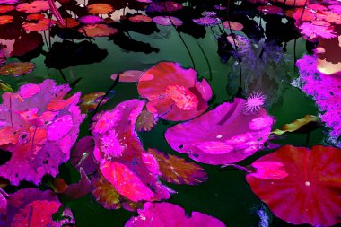 Nilüfer yaprakları ve nilüfer yapraklarıyla sunulan zarif desenli tasarım.