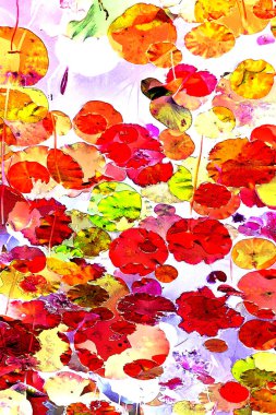 Nilüfer yaprakları ve nilüfer yapraklarıyla sunulan zarif desenli tasarım.