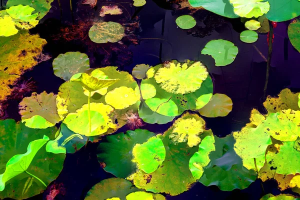 Elegant Pattern Design Presented Lotus Water Lily Leaves — ストック写真