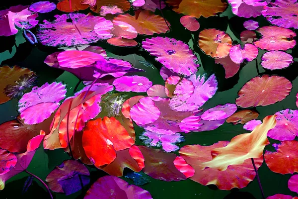 Nilüfer yaprakları ve nilüfer yapraklarıyla sunulan zarif desenli tasarım.