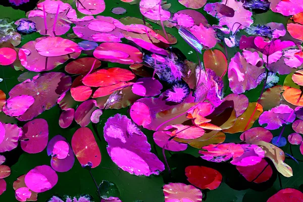 Nilüfer yaprakları ve nilüfer yapraklarıyla sunulan zarif desenli tasarım.