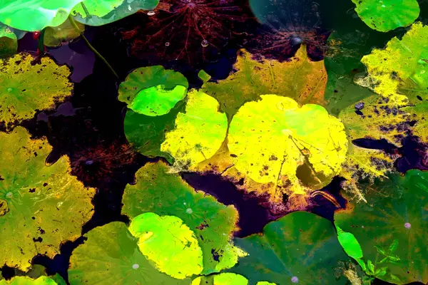 Elegant Pattern Design Presented Lotus Water Lily Leaves — Stockfoto