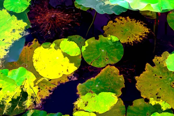 Modèle Élégant Présenté Avec Des Feuilles Lotus Nénuphar — Photo