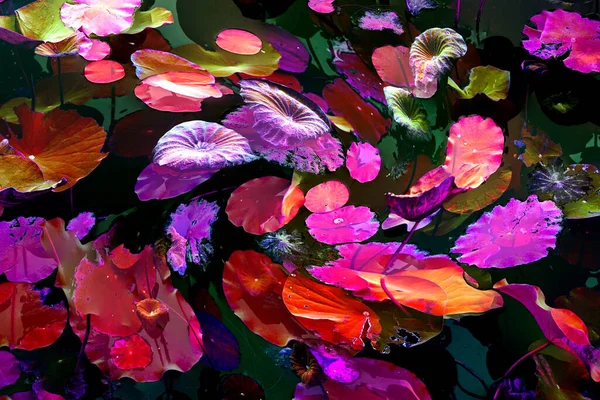 Nilüfer yaprakları ve nilüfer yapraklarıyla sunulan zarif desenli tasarım.