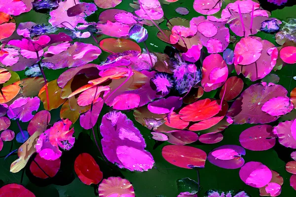 Nilüfer yaprakları ve nilüfer yapraklarıyla sunulan zarif desenli tasarım.