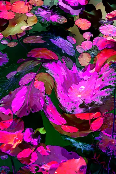 Nilüfer yaprakları ve nilüfer yapraklarıyla sunulan zarif desenli tasarım.