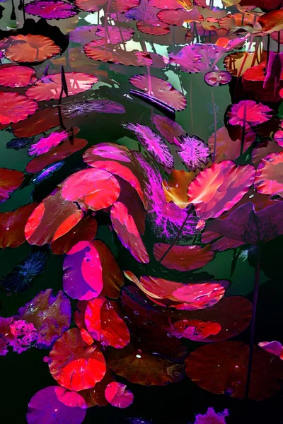 Nilüfer yaprakları ve nilüfer yapraklarıyla sunulan zarif desenli tasarım.