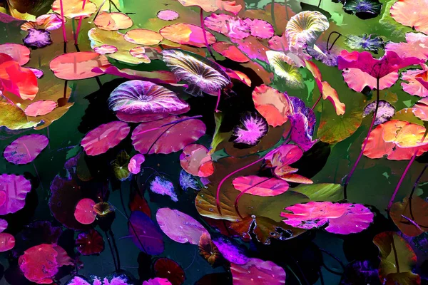 Nilüfer yaprakları ve nilüfer yapraklarıyla sunulan zarif desenli tasarım.