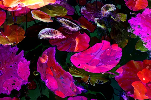 Nilüfer yaprakları ve nilüfer yapraklarıyla sunulan zarif desenli tasarım.