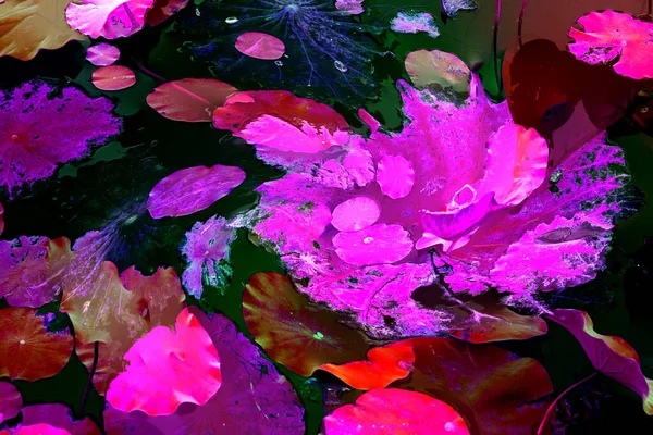 Nilüfer yaprakları ve nilüfer yapraklarıyla sunulan zarif desenli tasarım.