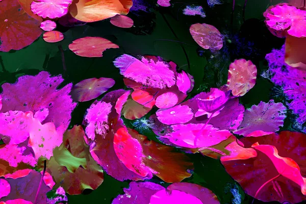 Nilüfer yaprakları ve nilüfer yapraklarıyla sunulan zarif desenli tasarım.