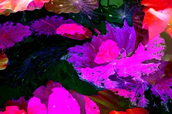 Nilüfer yaprakları ve nilüfer yapraklarıyla sunulan zarif desenli tasarım.