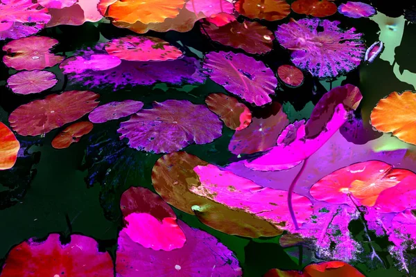 Nilüfer yaprakları ve nilüfer yapraklarıyla sunulan zarif desenli tasarım.