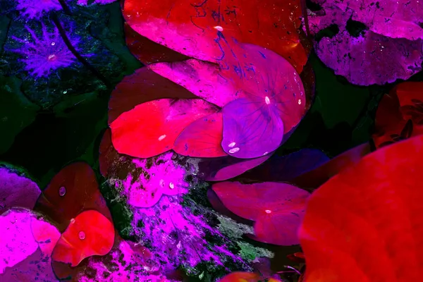 Nilüfer yaprakları ve nilüfer yapraklarıyla sunulan zarif desenli tasarım.