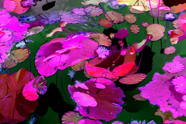 Nilüfer yaprakları ve nilüfer yapraklarıyla sunulan zarif desenli tasarım.