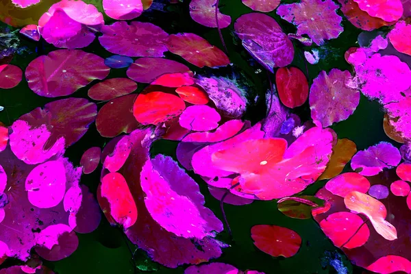 Nilüfer yaprakları ve nilüfer yapraklarıyla sunulan zarif desenli tasarım.