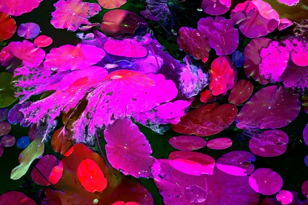 Nilüfer yaprakları ve nilüfer yapraklarıyla sunulan zarif desenli tasarım.