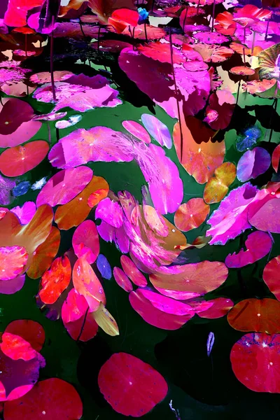 Nilüfer yaprakları ve nilüfer yapraklarıyla sunulan zarif desenli tasarım.