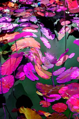 Nilüfer yaprakları ve nilüfer yapraklarıyla sunulan zarif desenli tasarım.