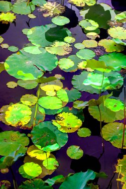 Nilüfer yaprakları ve nilüfer yapraklarıyla sunulan zarif desenli tasarım.