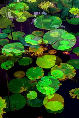 Nilüfer yaprakları ve nilüfer yapraklarıyla sunulan zarif desenli tasarım.