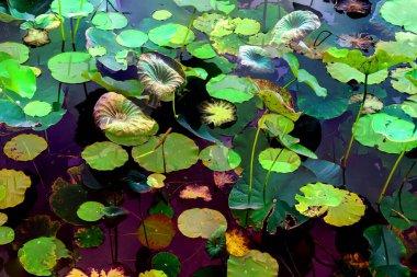 Nilüfer yaprakları ve nilüfer yapraklarıyla sunulan zarif desenli tasarım.