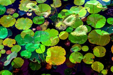 Nilüfer yaprakları ve nilüfer yapraklarıyla sunulan zarif desenli tasarım.