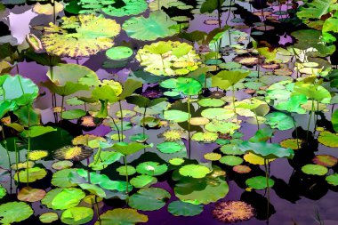 Nilüfer yaprakları ve nilüfer yapraklarıyla sunulan zarif desenli tasarım.