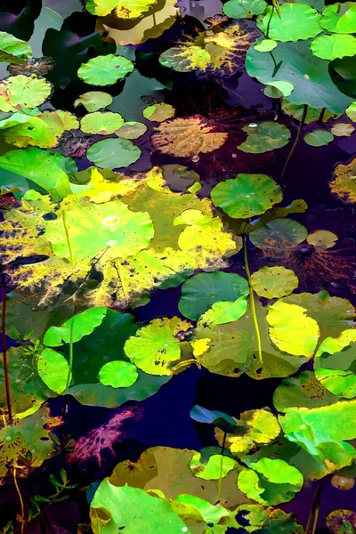 Elegant Pattern Design Presented Lotus Water Lily Leaves — Zdjęcie stockowe