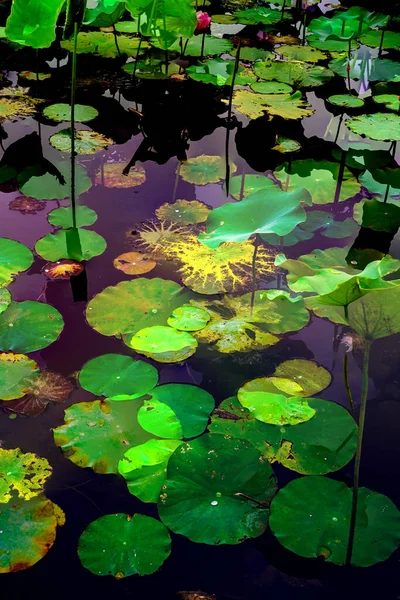 Elegant Pattern Design Presented Lotus Water Lily Leaves — Fotografia de Stock