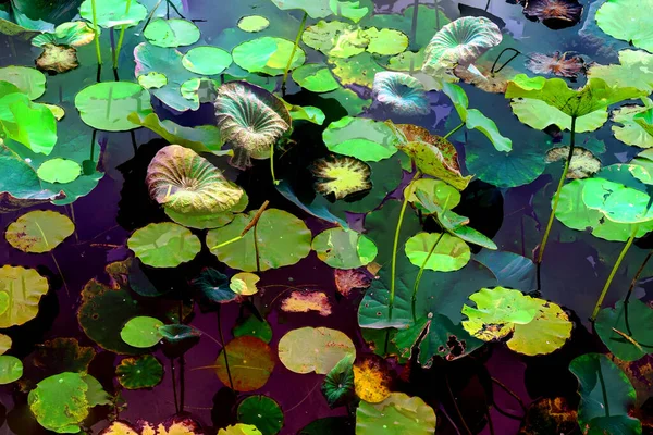 Nilüfer yaprakları ve nilüfer yapraklarıyla sunulan zarif desenli tasarım.