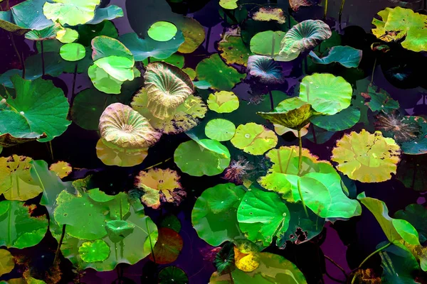 Elegant Pattern Design Presented Lotus Water Lily Leaves — Stockfoto