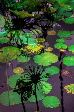 Nilüfer yaprakları ve nilüfer yapraklarıyla sunulan zarif desenli tasarım.