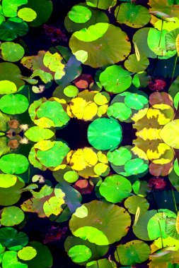 Nilüfer yaprakları ve nilüfer yapraklarıyla sunulan zarif desenli tasarım.