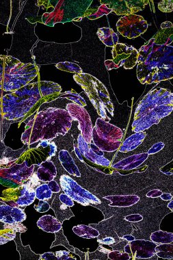 Nilüfer yaprakları ve nilüfer yapraklarıyla sunulan zarif desenli tasarım.