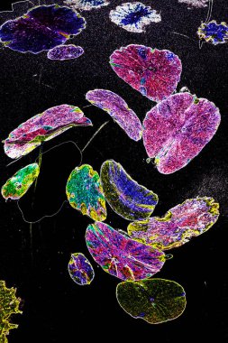 Nilüfer yaprakları ve nilüfer yapraklarıyla sunulan zarif desenli tasarım.