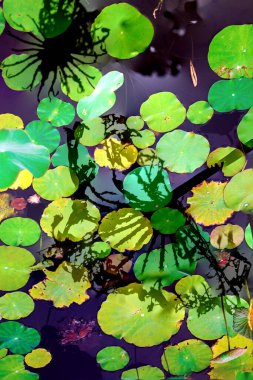 Nilüfer yaprakları ve nilüfer yapraklarıyla sunulan zarif desenli tasarım.