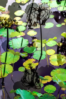 Nilüfer yaprakları ve nilüfer yapraklarıyla sunulan zarif desenli tasarım.