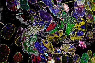 Nilüfer yaprakları ve nilüfer yapraklarıyla sunulan zarif desenli tasarım.