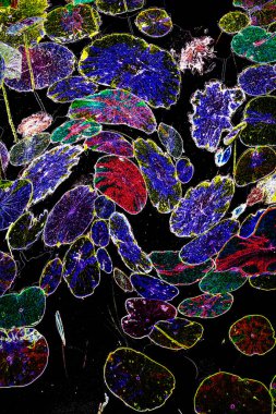 Nilüfer yaprakları ve nilüfer yapraklarıyla sunulan zarif desenli tasarım.