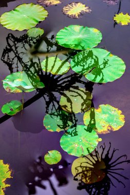 Nilüfer yaprakları ve nilüfer yapraklarıyla sunulan zarif desenli tasarım.